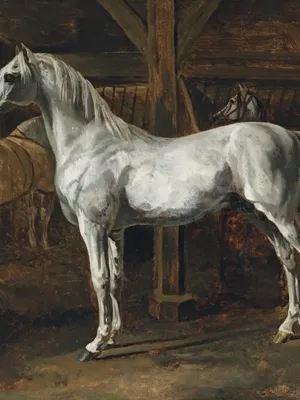 可爱可爱的霍西